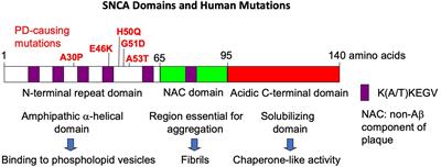 Parkinson’s Disease: Overview of Transcription Factor Regulation, Genetics, and Cellular and Animal Models